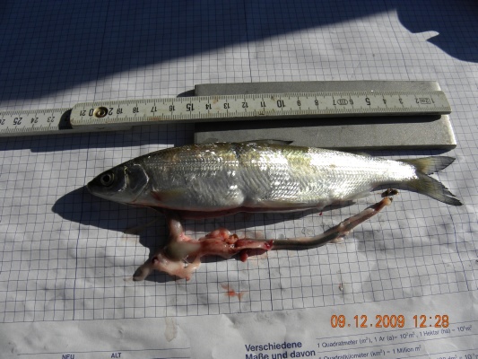 Probebefischung Dez.2009 017.jpg